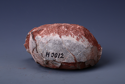 白垩纪恐龙蛋化石