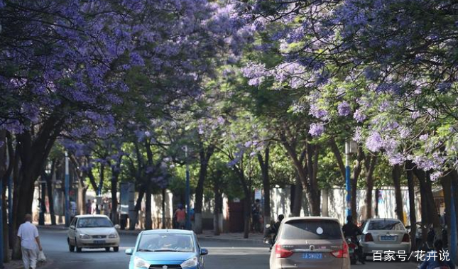 路边常见的5种开花树 你认得哪几种 百科ta说