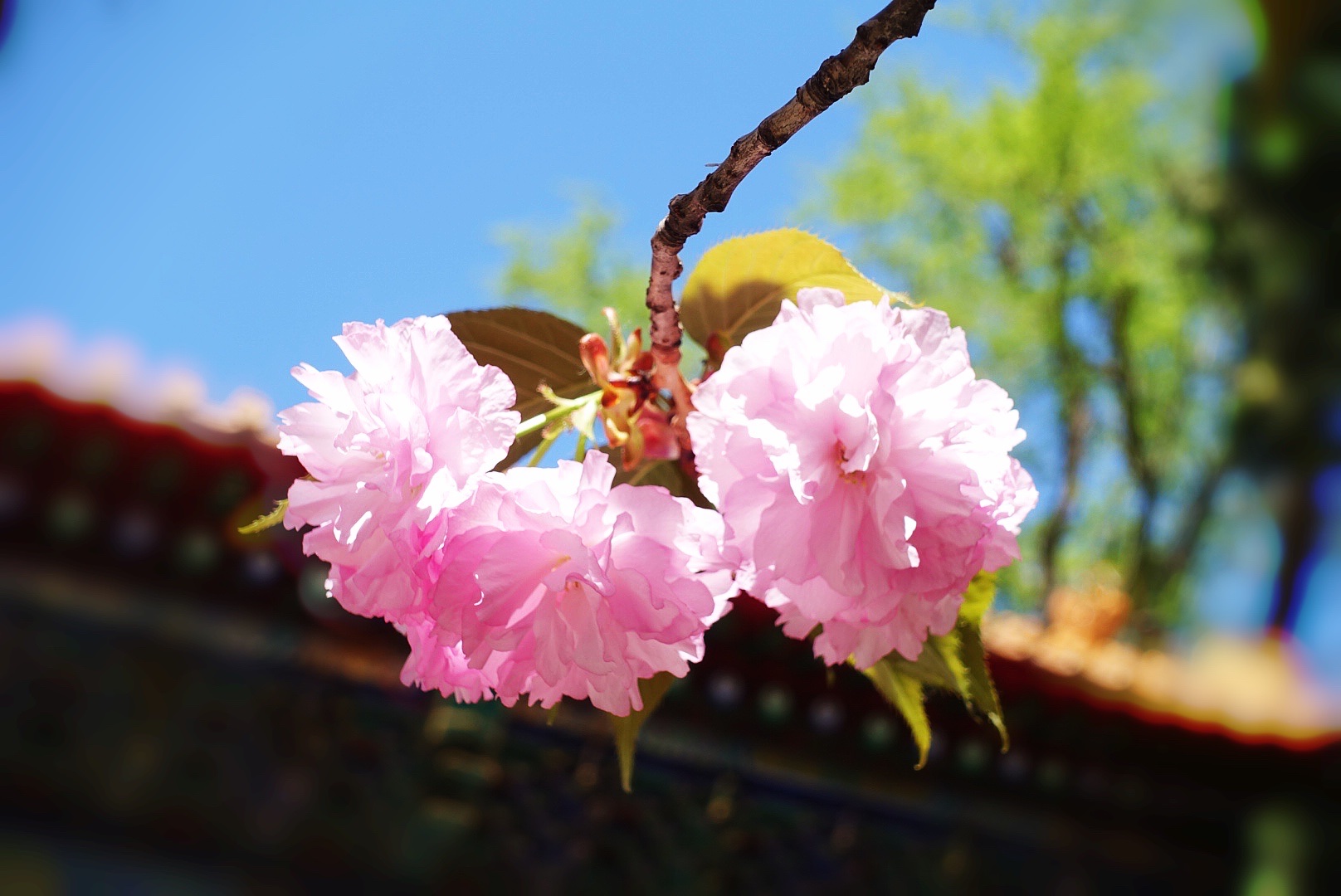 十月红大叶早樱