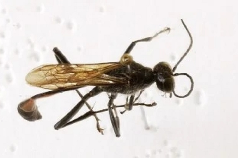 皱胸沙泥蜂皱胸亚种