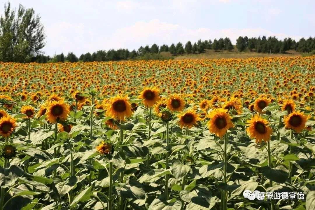 碾子山区各种花竞相开放 美不胜收 百科ta说