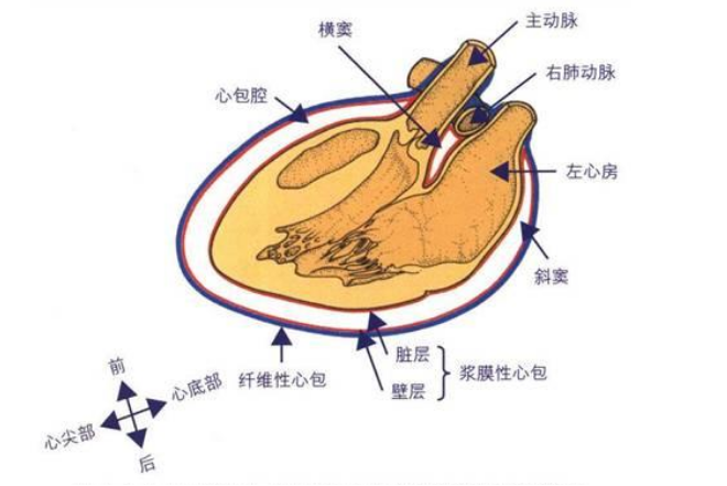 心包