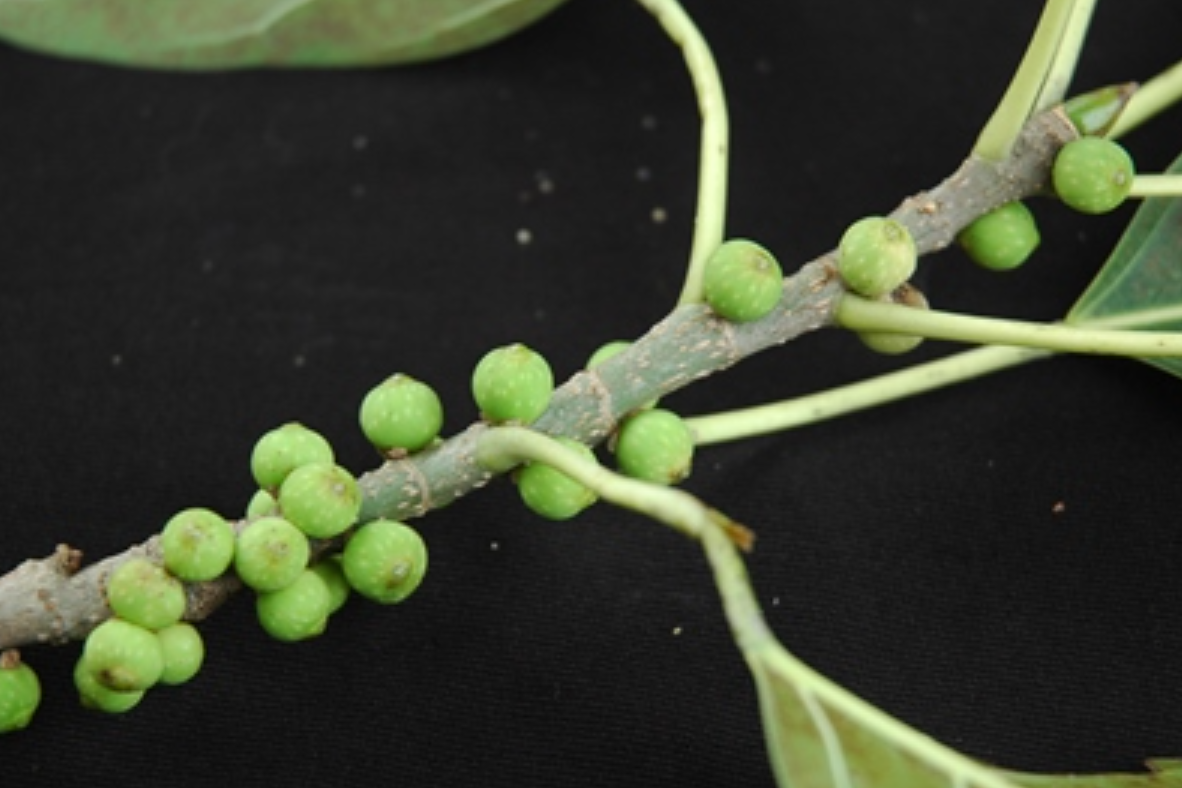  p>绿黄葛树(学名: i>ficus virens  /i>aiton)是桑科,榕属落叶乔木
