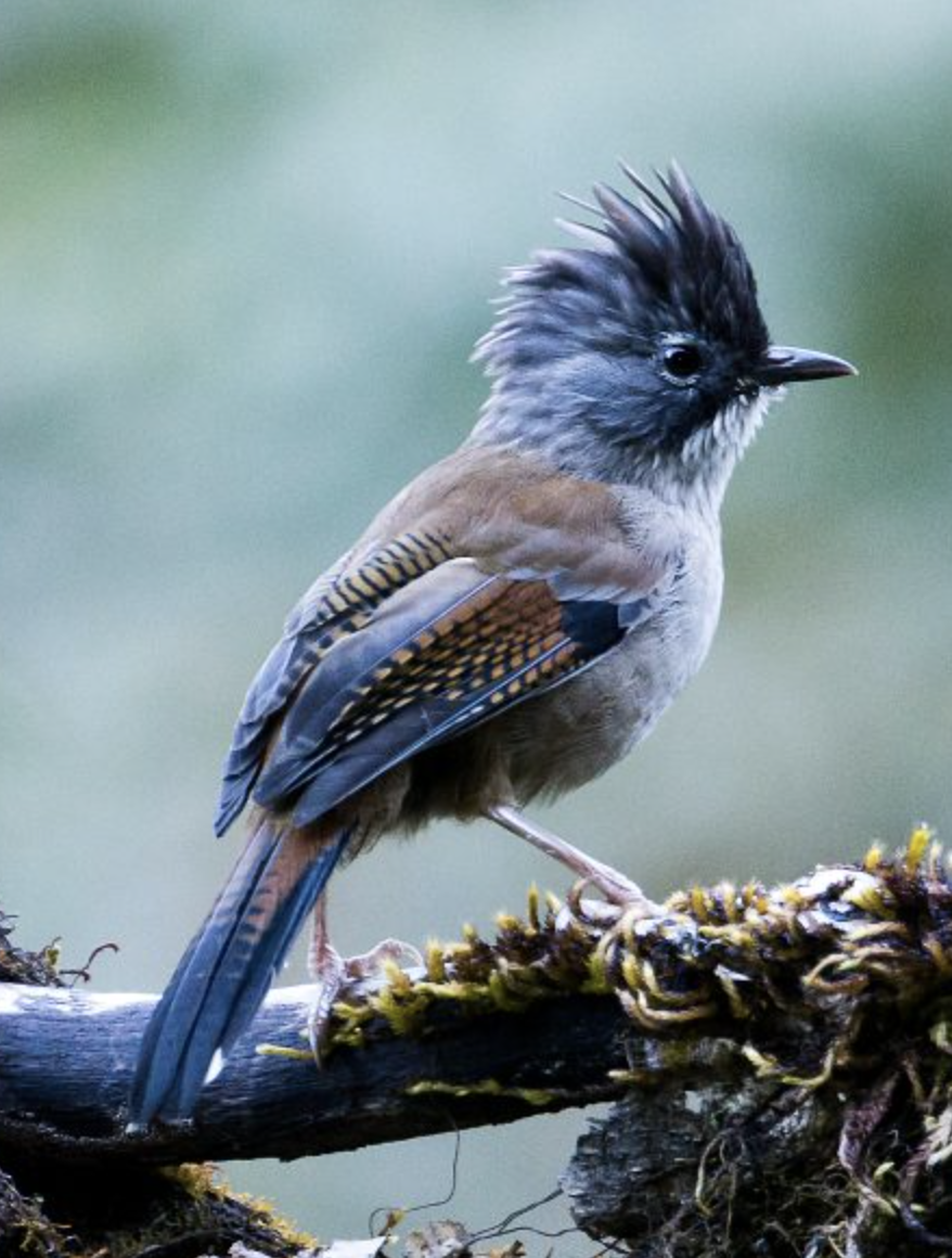 actinodura nipalensis