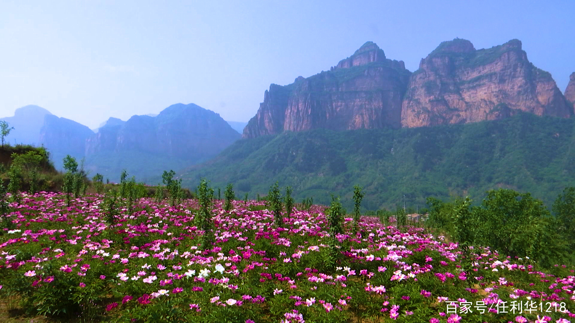 五月初夏 到武安大会庄看芍药花海 百科ta说