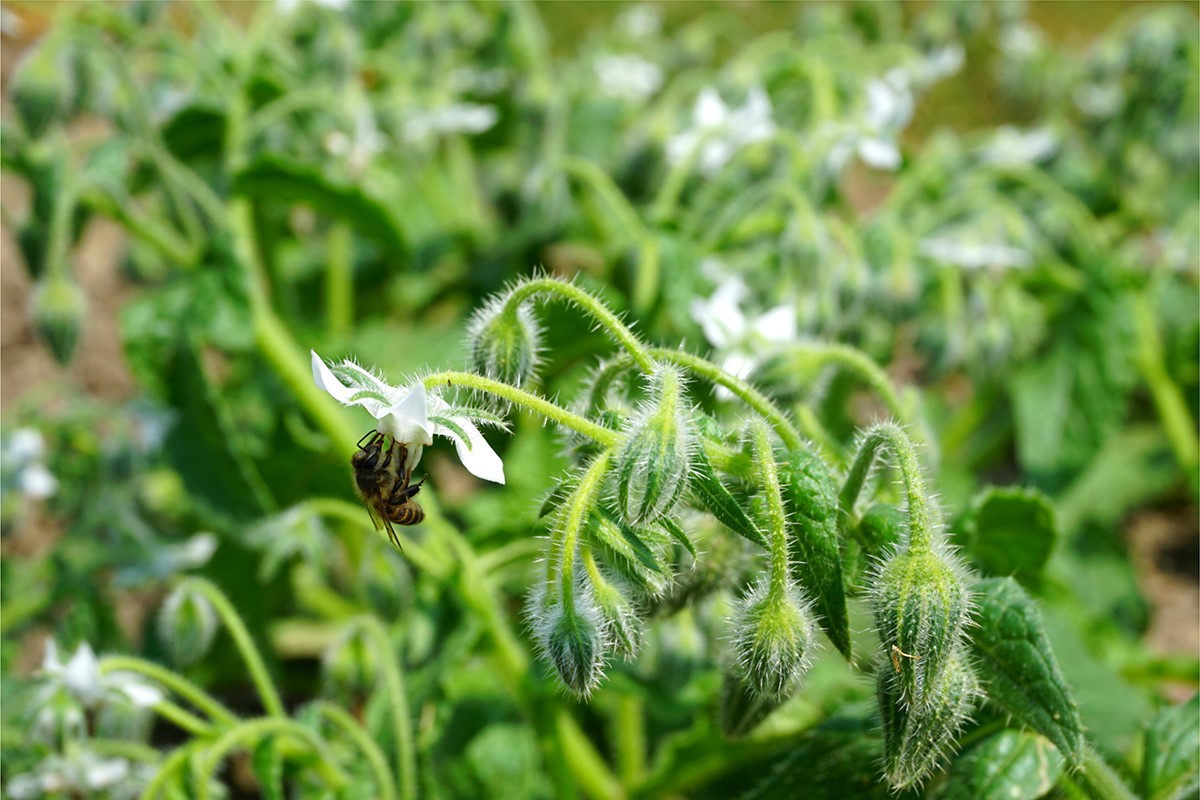 是紫草科,玻璃苣属一年生草本植物,株高可达60厘米, a target="