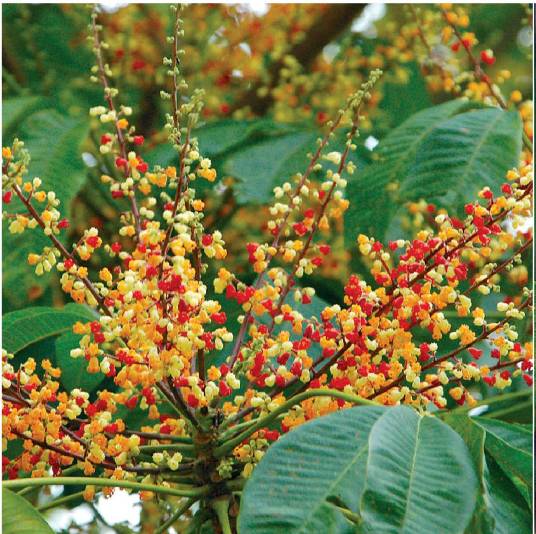 家麻树（锦葵科苹婆属植物）_百度百科