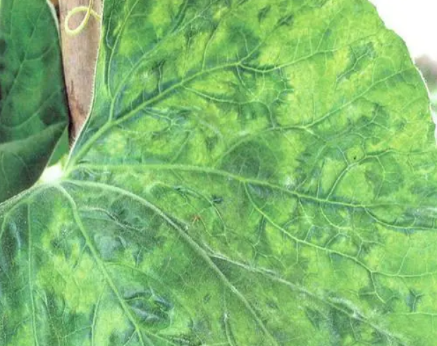 瓠瓜花叶病毒病