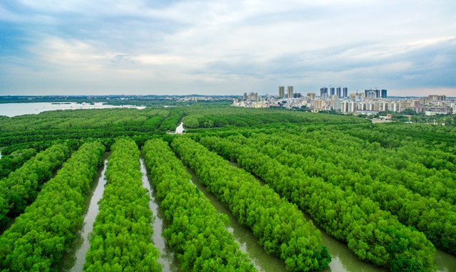 博贺沿海防护林带