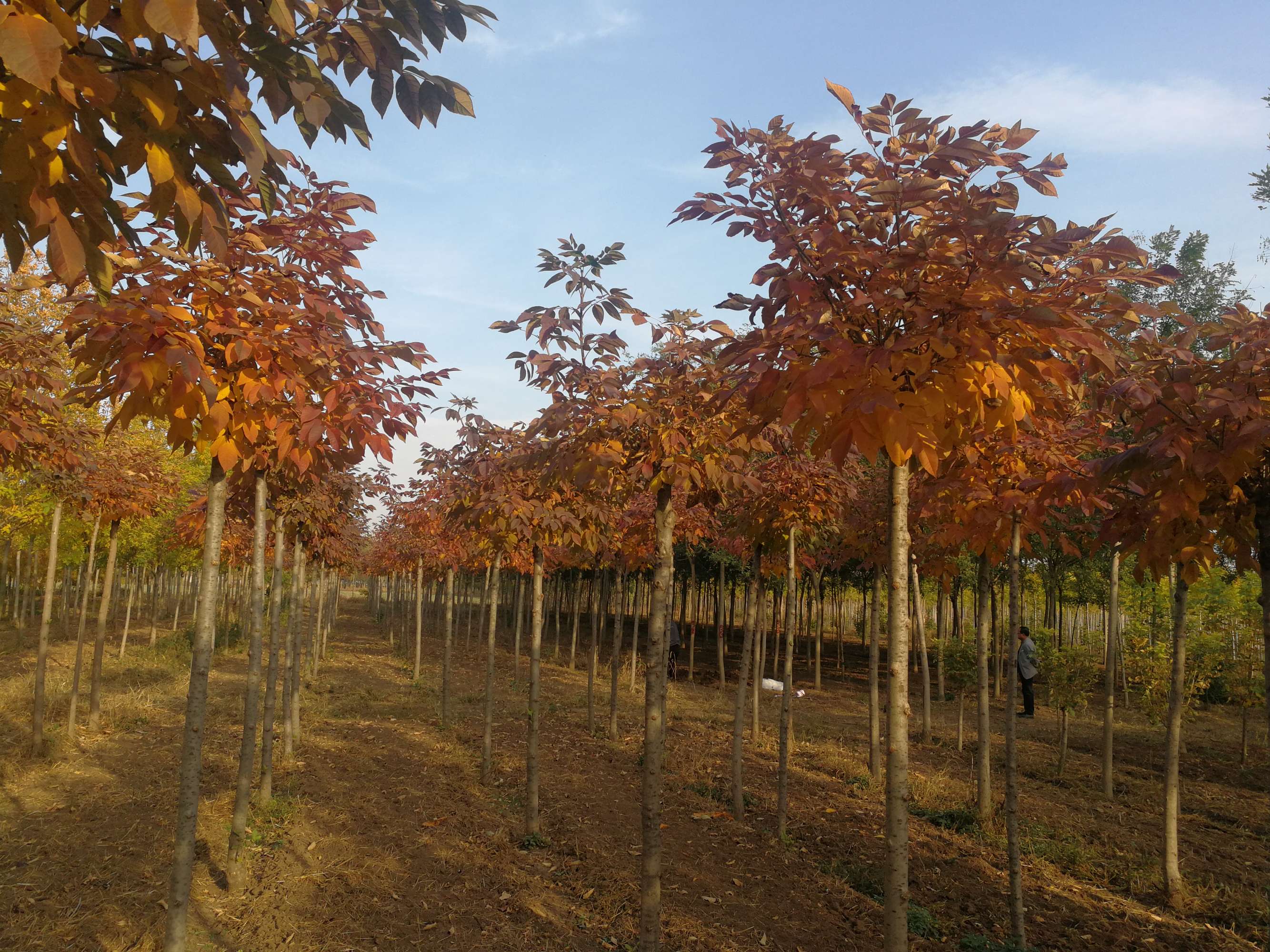 美国大红叶白蜡