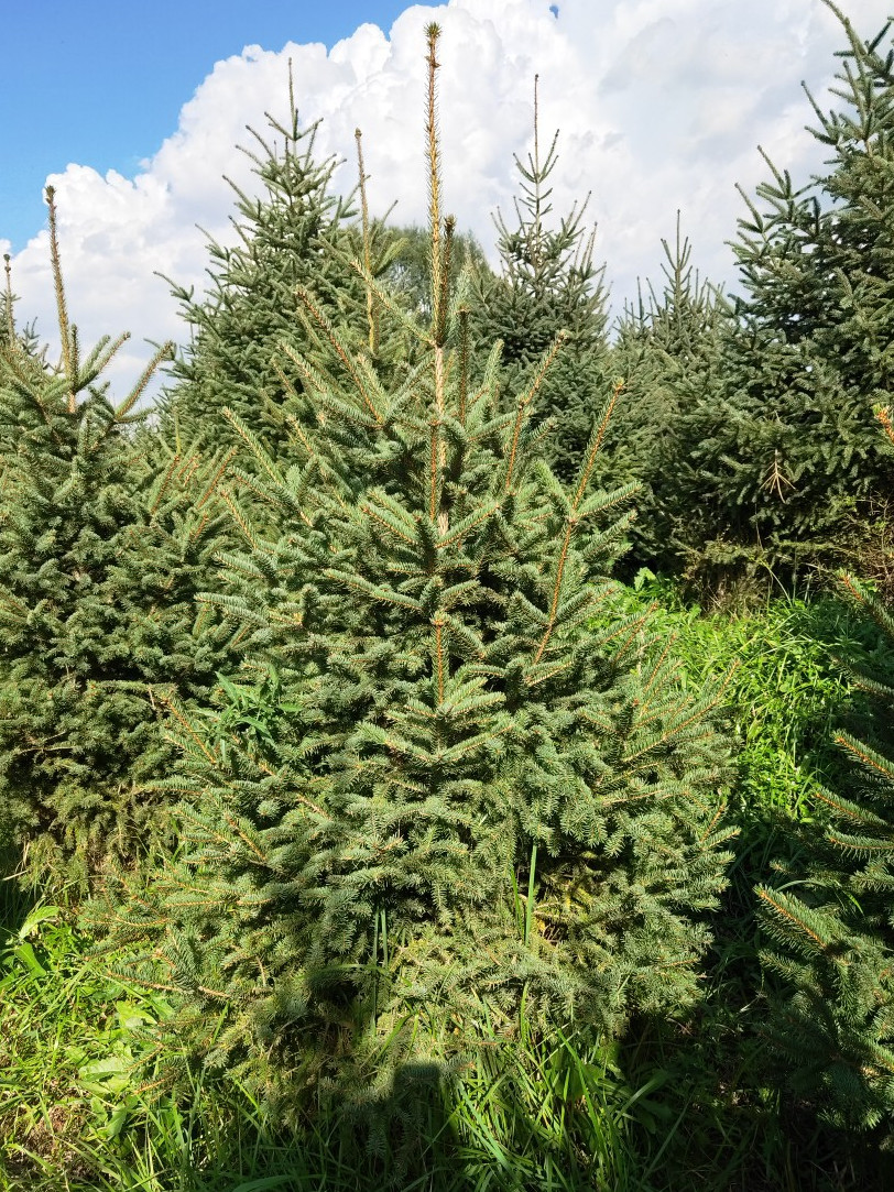 青海云杉无性系pcr09ts8