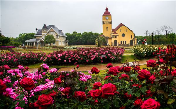太仓恩钿月季公园