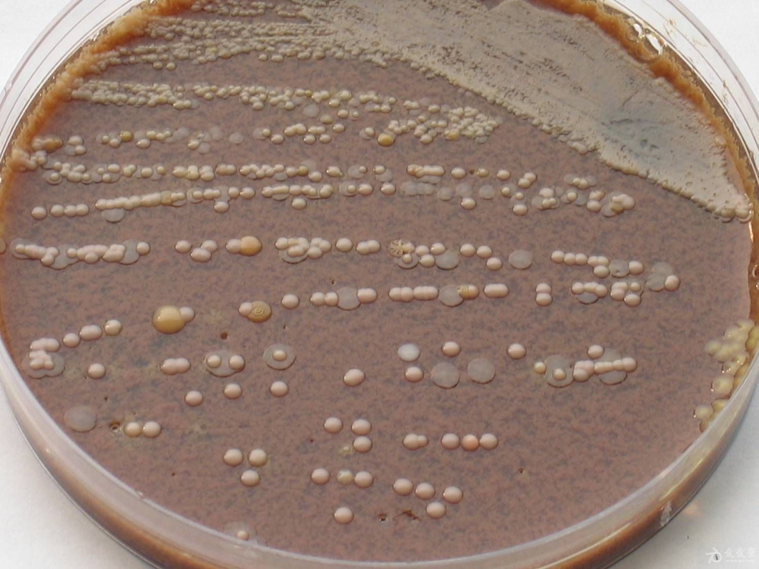  p>卡他莫拉菌(moraxella catarrhalis,简称mc) a target="_blank"