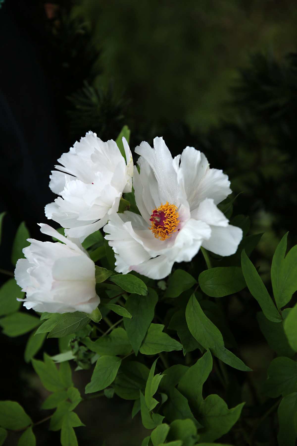 白牡丹