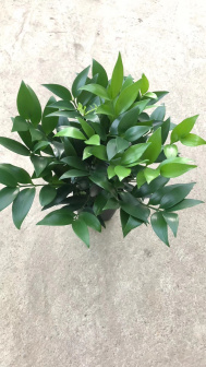 竹柏（罗汉松科竹柏属植物）_百度百科