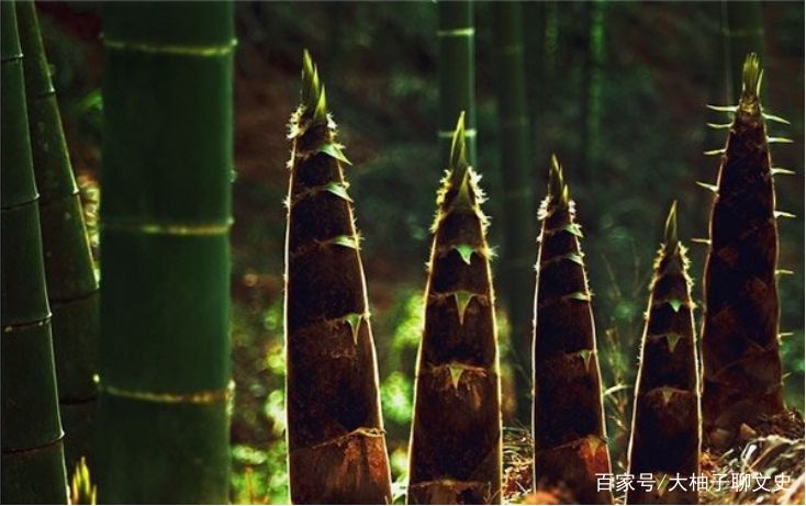 俗语：“门前种竹，子孙享福”，为什么这么说？竹子有什么特别？_百科TA说