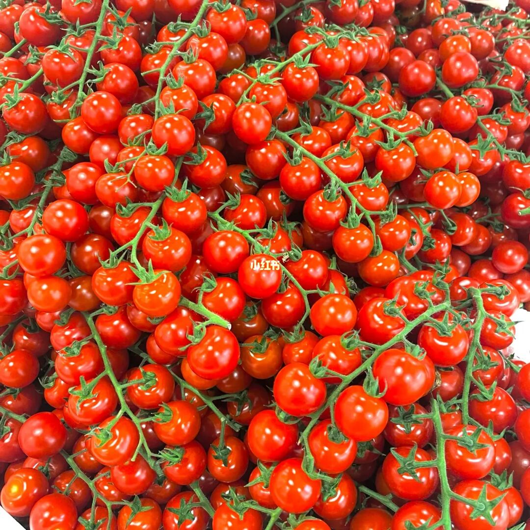 樱桃番茄
