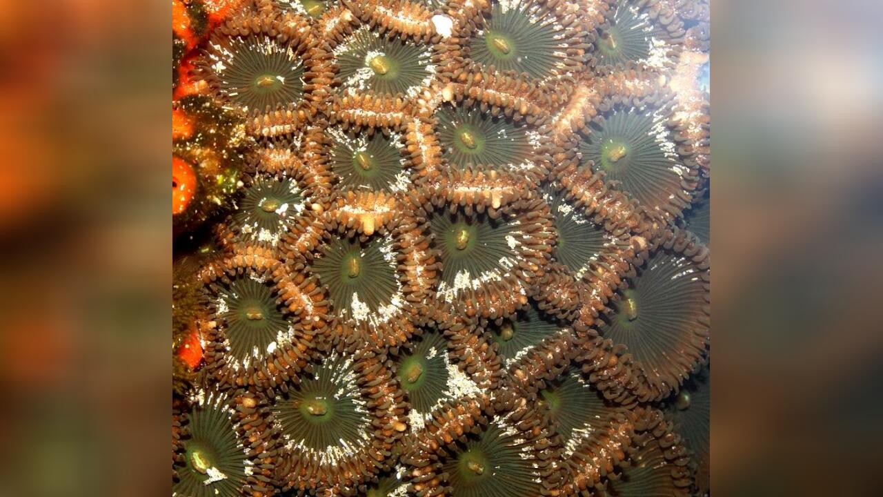 海燕沙群海葵