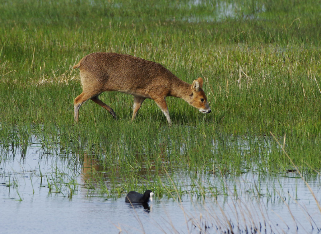  p>獐(学名: i>hydropotes inermis /i>):是偶蹄目,鹿科的 a href="#"