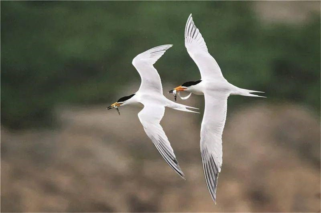 中华凤头燕鸥消失63年后重现 总混在燕鸥群中 怕鹰隼不怕人 百科ta说