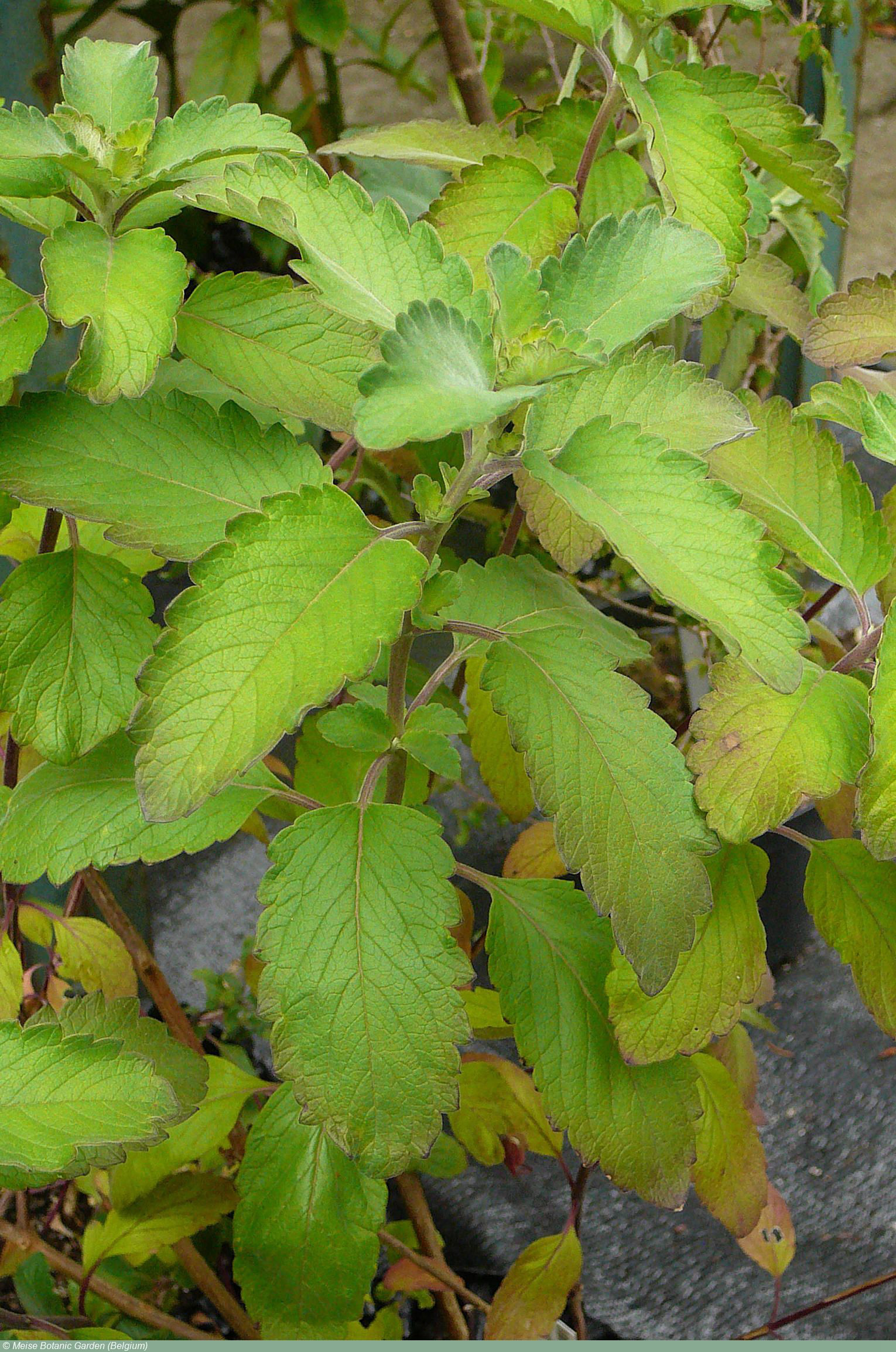  p data-id="tzkbxh9jgsvt">兰香草(学名: i>caryopteris incana /i>