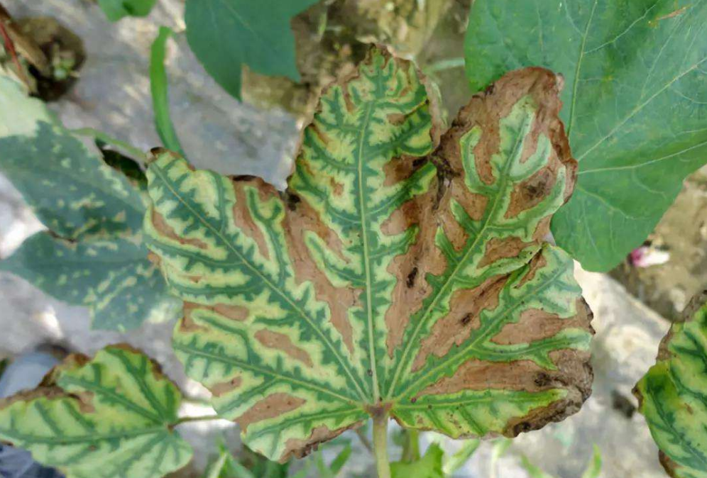  p>棉花黄萎病是由棉花黄萎病病原菌(黑白轮枝菌和大丽轮枝菌)引起