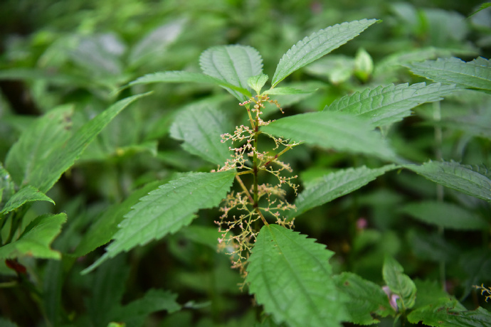  p>粗齿冷水花(学名: i>pilea sinofasciata /i> c. j.