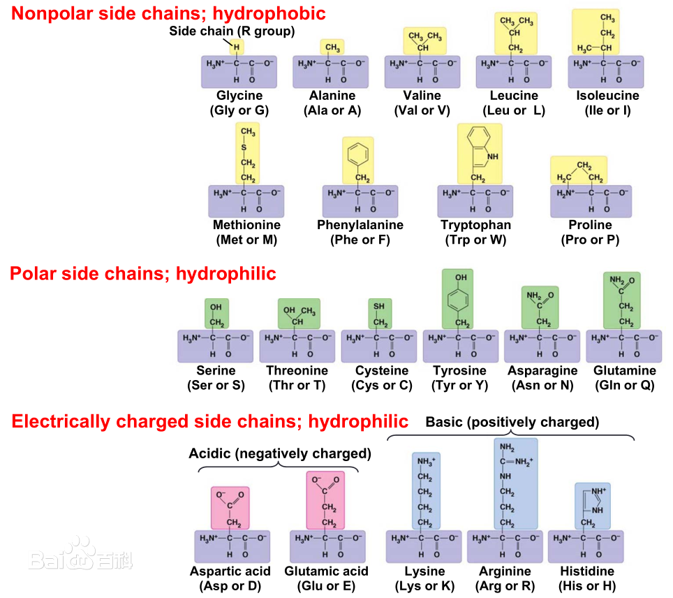 ">氨基酸 /a>是指在 a target="_blank" href="/item/蛋白质/309120"