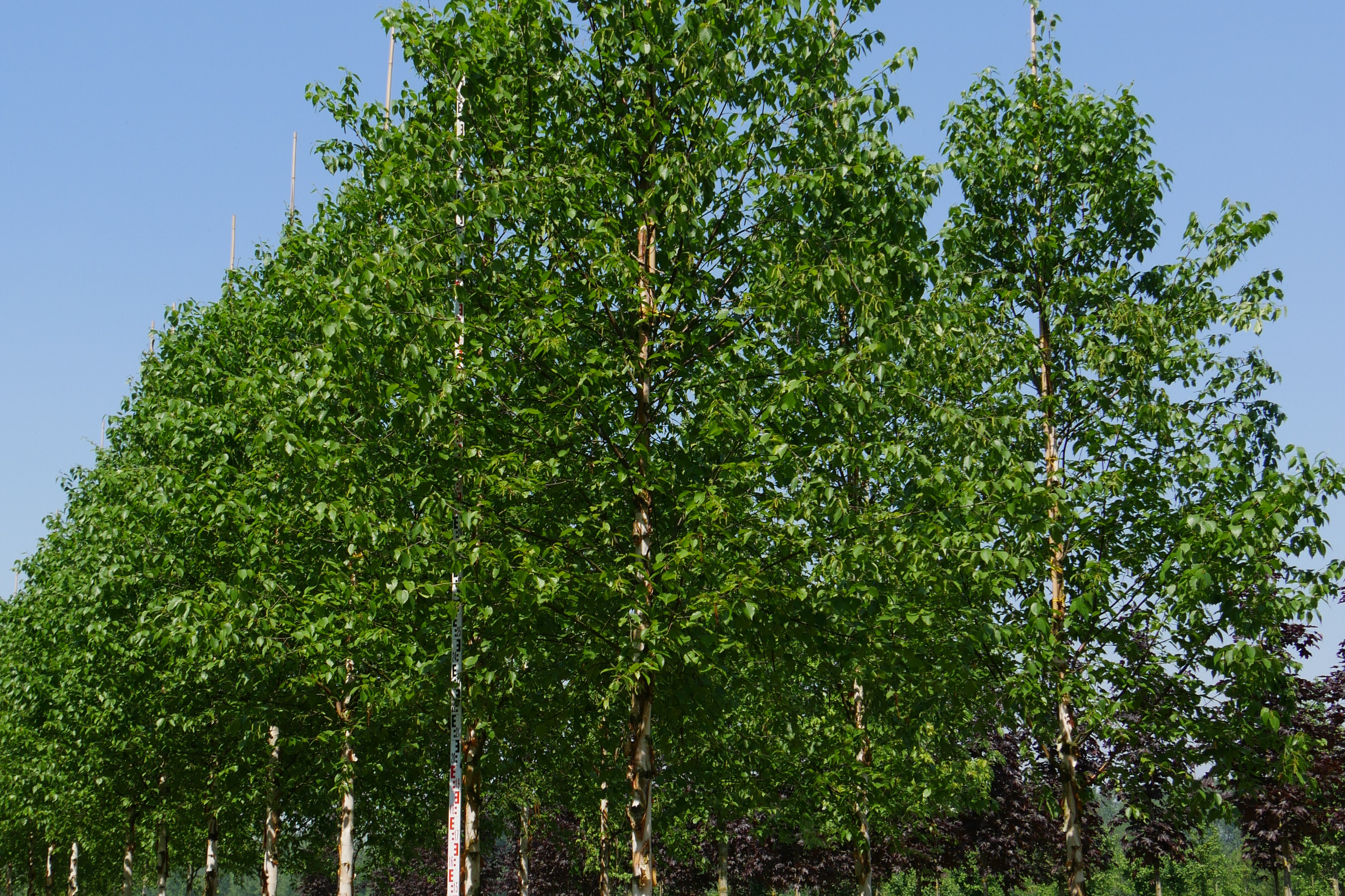 红桦太白山个体36