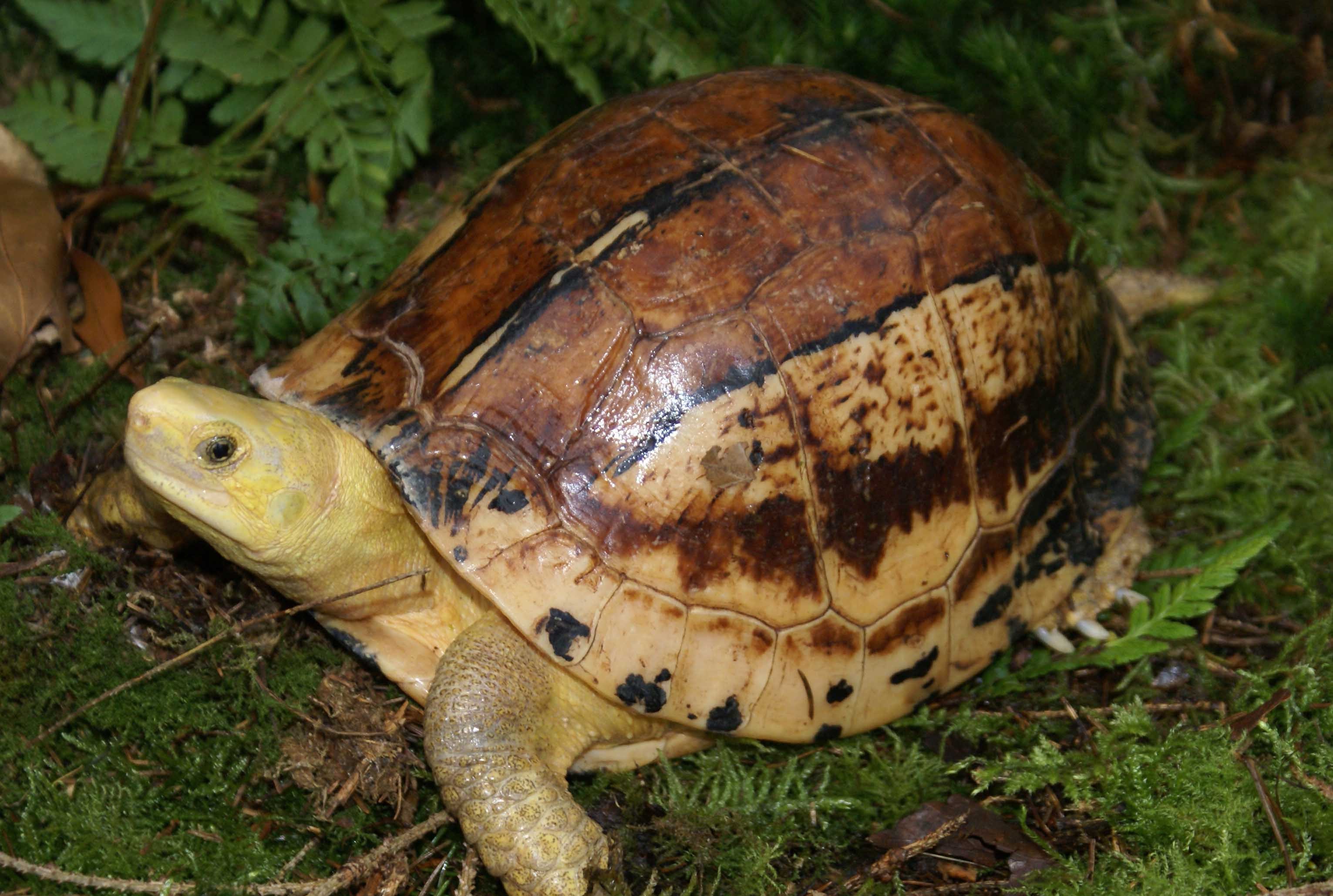 属中型陆龟,背甲15-19厘米左右,重达1100克.