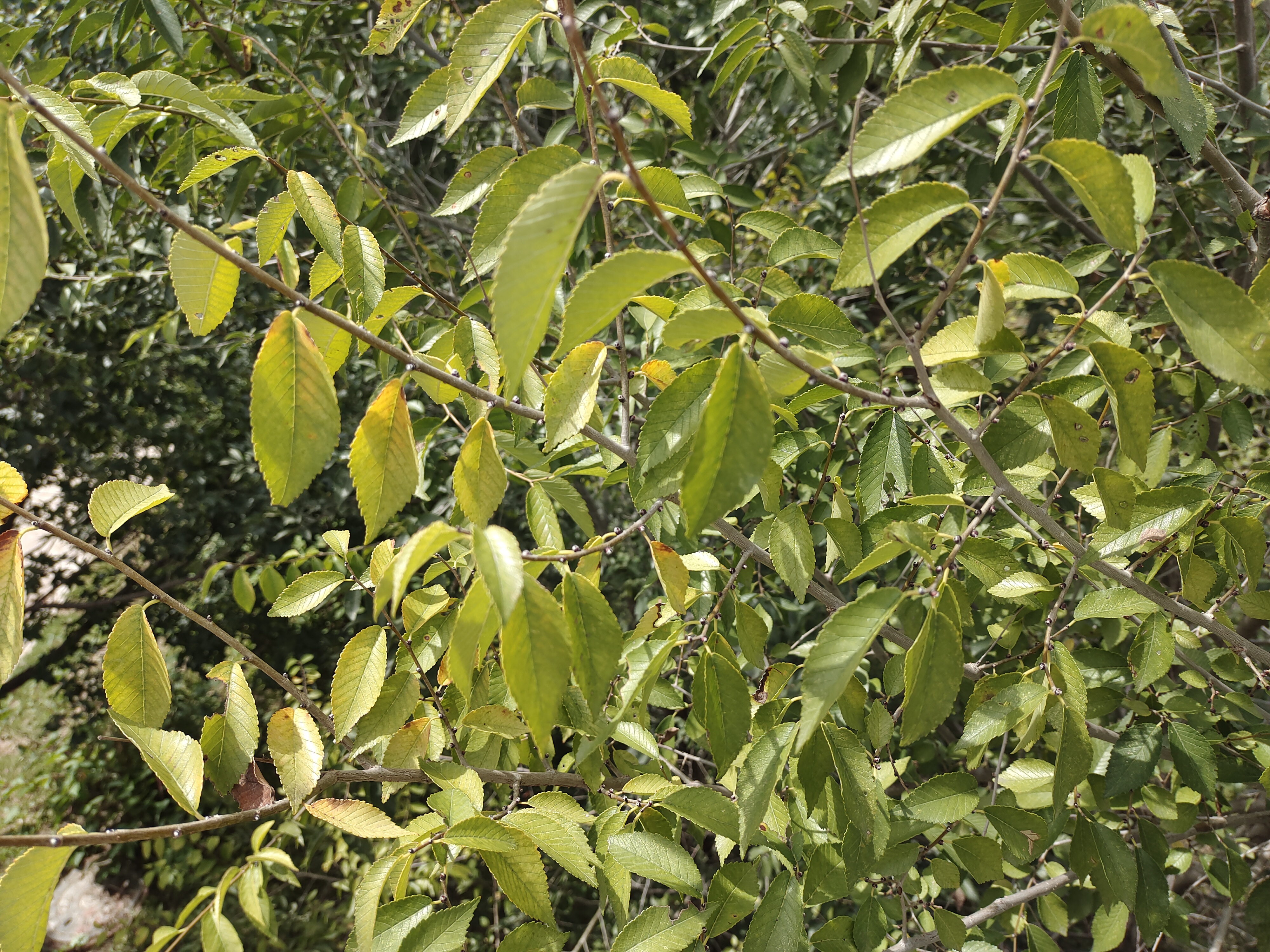  p>榔榆(拉丁学名: i>ulmus parvifolia  /i>jacq.)别称:小叶榆.