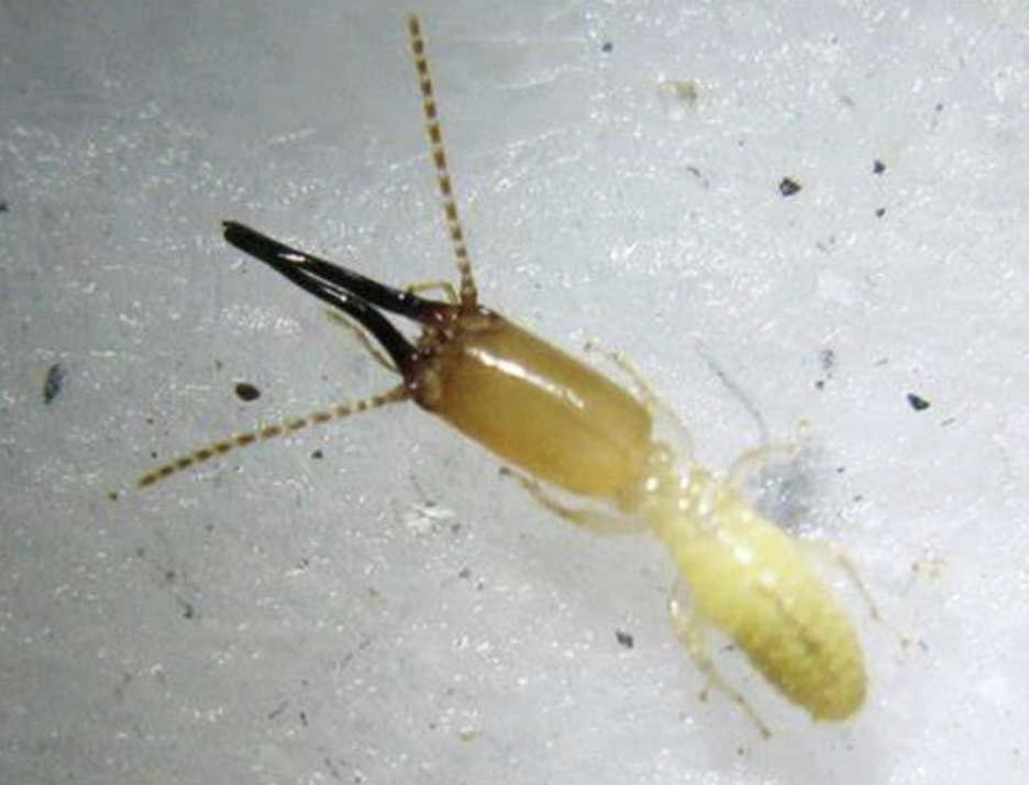  p>黄翅大白蚁(学名: i>macrotermes barneyi /i>)是白蚁科,大白蚁属