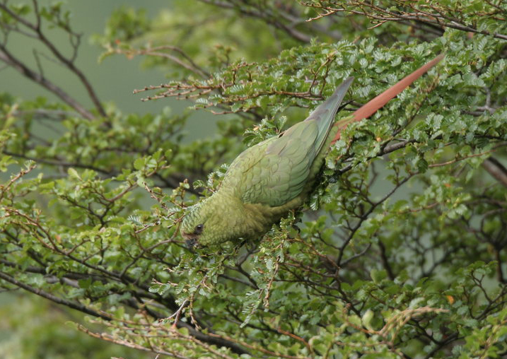  p>南方锥尾鹦鹉(学名: i>enicognathus ferrugineus /i>):是鸟纲