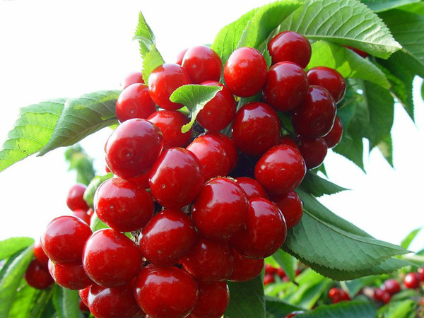  p>欧洲甜樱桃( i>cerasus avium /i>  (l.) moench.