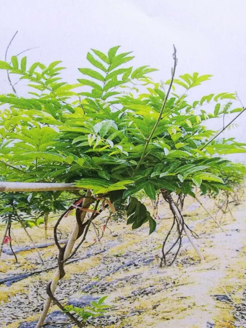 江门牛大力
