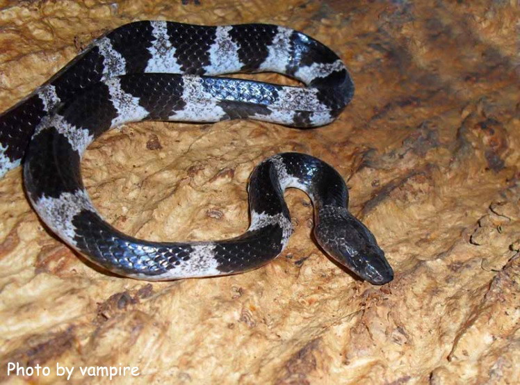  p>白环蛇(学名:lycodon aulicus)是游蛇科白环蛇属的爬行动物,主要