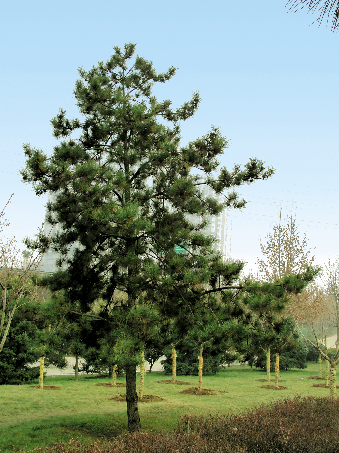 pinus tabulaeformis carr.pinus kesiya