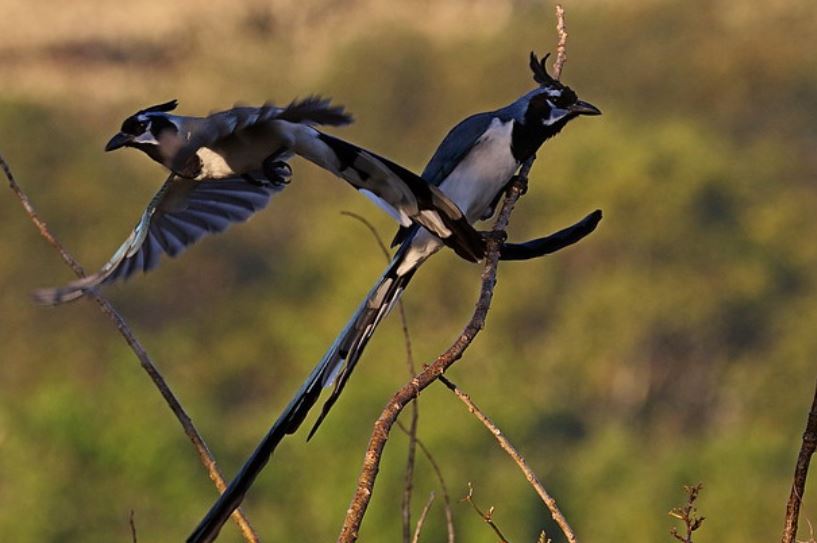  p>黑喉鹊鸦(学名: i>calocitta colliei /i>):体重225–251克,体长58