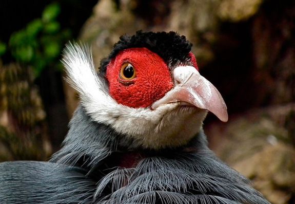  p>蓝马鸡(学名: i>crossoptilon auritum /i>)是珍稀名贵的禽类,羽毛