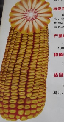  p data-id="gnwzvq9puc">金玉335,是一款亩产800公斤左右的玉米品种.