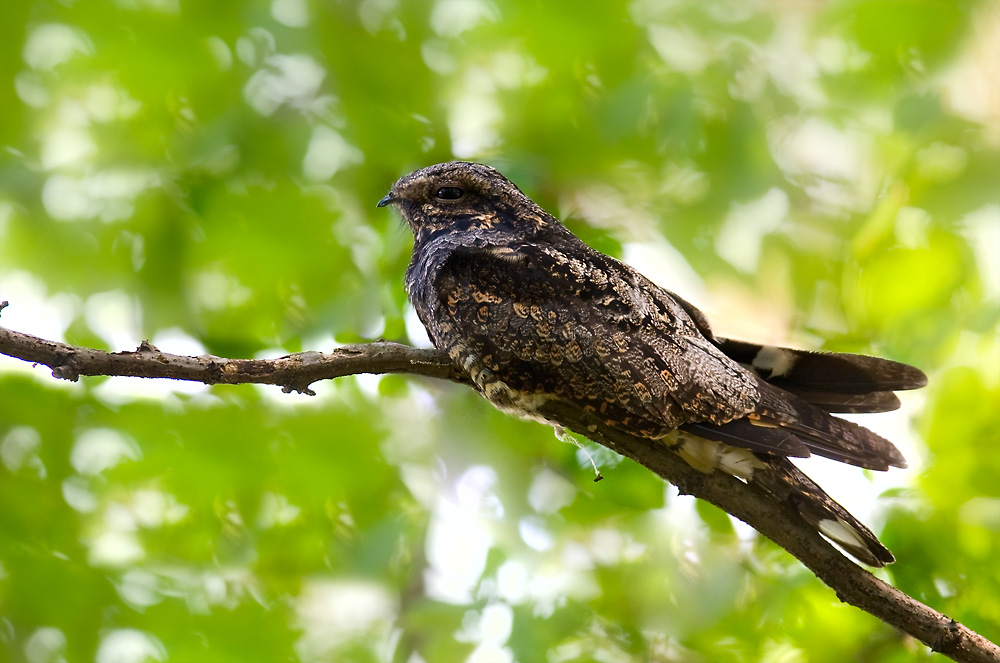 普通夜鹰西藏亚种