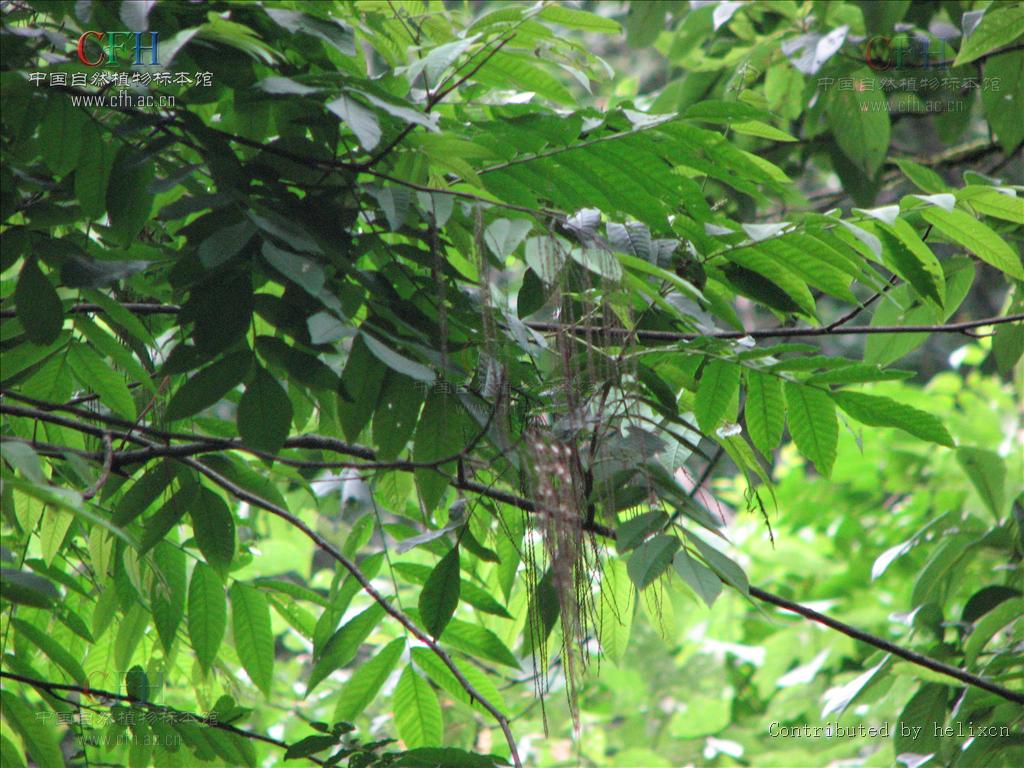  p>马尾树属,是 a target="_blank" href="/item/双子叶植物纲">双子