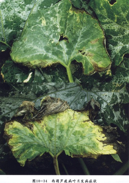 西葫芦绵疫病