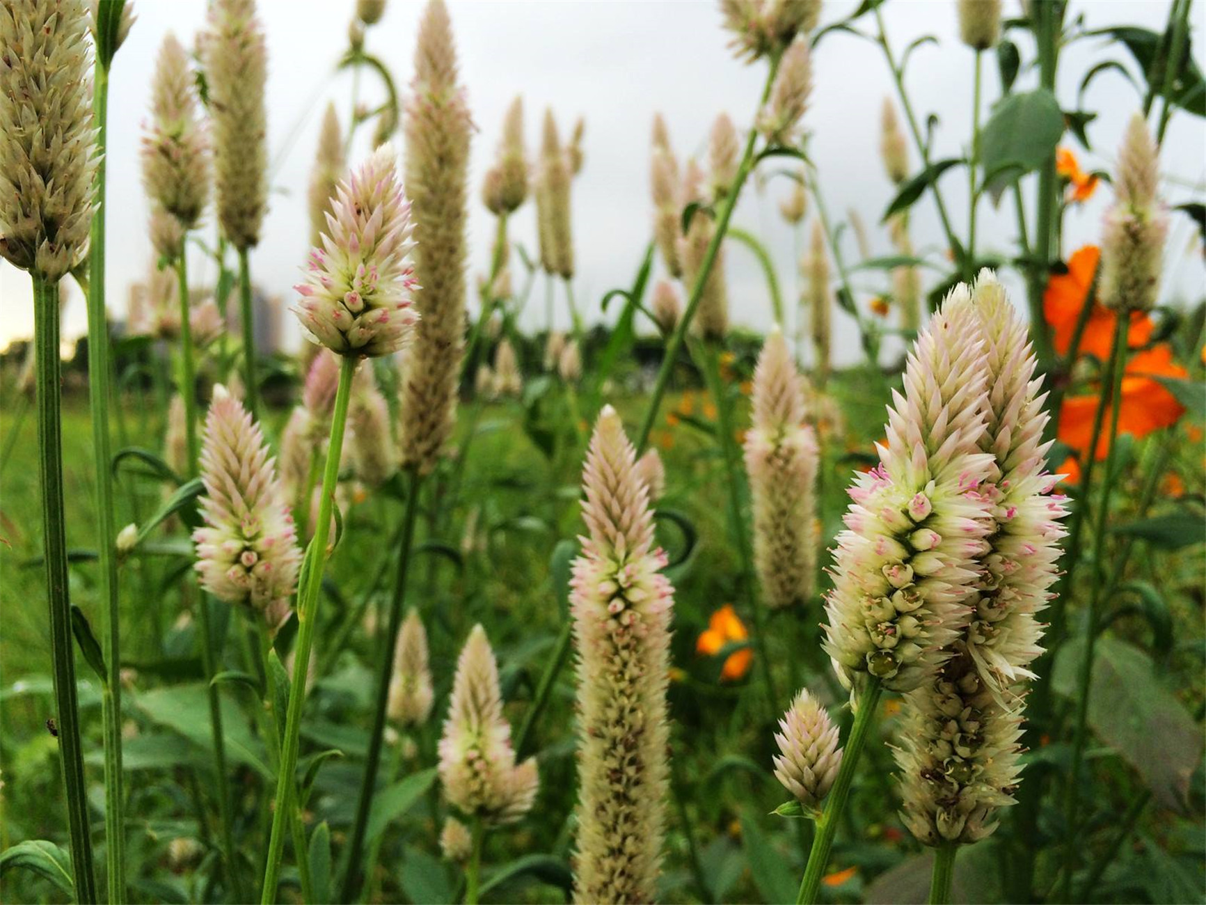 苋科青葙属的一年生草本植物.