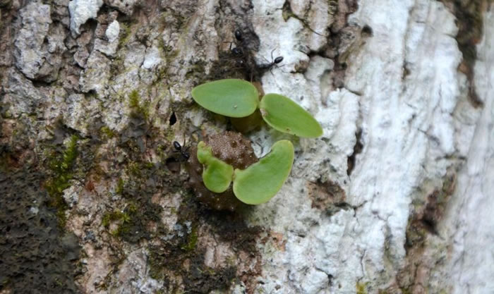  p>地球上最早的农夫: a target="_blank" href="/item/斐济/213600"