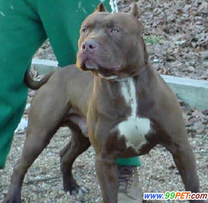  p>比特犬(american pit bull terrier)是一种集优美的体型,发达的