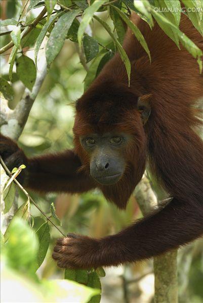 colombian red howling monkey