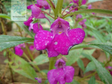 紫花凤仙花 百度百科