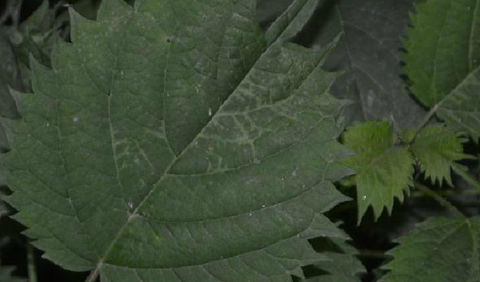 href="#" data-lemmaid="7723308">荨麻科艾麻属 /a>植物,多年生草本