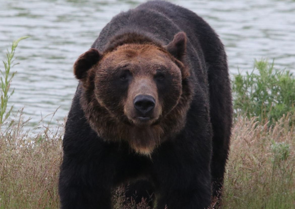  p>乌苏里棕熊(学名: i>ursus arctos lasiotus /i>):是哺乳纲,熊科的